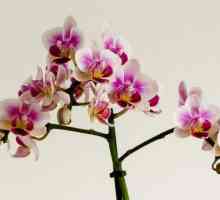 Mini orhideje: kućna njega. Pygmy orhideja