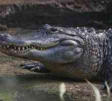 Mississippijski aligator: stanište, hrana, fotografija