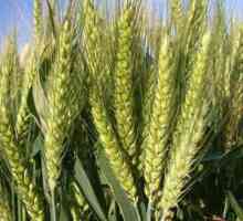 Mekana pšenica: opis, uzgoj, primjena