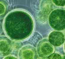 Многоклеточные организмы: растения и животные