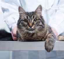 Urolitijaza kod mačaka: simptomi i liječenje, prehrana, recenzije