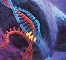 Molekularna genetska metoda istraživanja