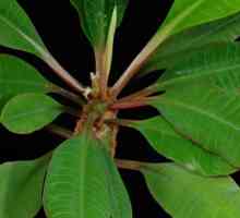 Euphorbia: fotografije i skrb kod kuće