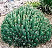 Euphorbia: korisna svojstva, osobitosti reprodukcije i preporuke za njegu