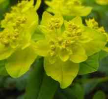 Euphorbia: vrsta i njihov opis. Euphorbia, ili spurge: sadnja i reprodukcija