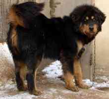 Mongolski pastirski pas-Banhar: opis i karakter