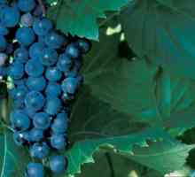 Vrste grožđa otporne na smrzavanje: fotografija i opis