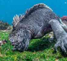 Marine iguane: fotografije, veličine, navike, zanimljive činjenice