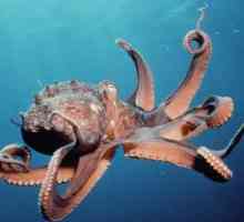 Morski stanovnici. Hobotnica. Opis, značajke. Koliko nogu ima hobotnicu?