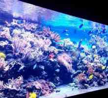 "Sea Aquarium" na čistim ribnjacima: nevjerojatna izložba, ekskluzivni akvariji i…