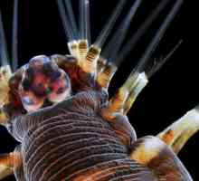 Marine crv: vrsta, opis i značajke disanja