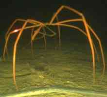 Sea Spider - tajanstveni stanovnik dubina