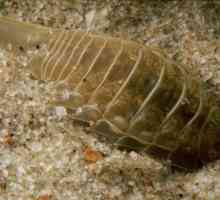 Morski žohar: stanište, struktura, zanimljive činjenice