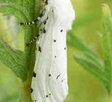Moth white - štetnik u vrtu
