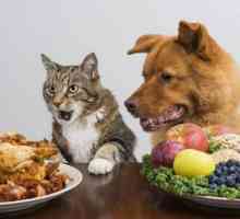 Mogu li dati pseću mačku hranu: savjet od veterinara