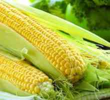 Je li moguće jesti sirovi kukuruz? Prednosti sirove kukuruza