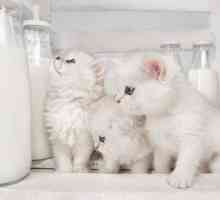 Može li mačić dati kravlje mlijeko? Što hraniti krupne bebe u nedostatku prirodnog hranjenja?
