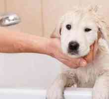 Je li moguće prati psa ljudskim šamponom protiv peruti?
