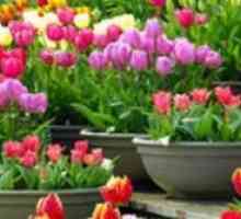 Možete li saditi tulipane u proljeće? Sadnja tulipana u proljeće u tlu
