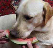 Može li lubenica psa: mišljenje veterinara
