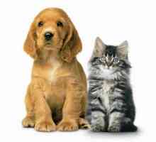 Je li moguće da pas ima suhu hranu za mačke: značajke, sastav i posljedice