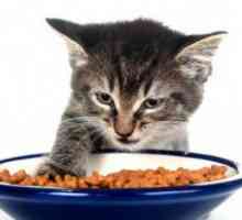 Mogu li odrasle mačke hraniti mačiće? Razlike u prehrani