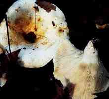 Je li moguće pržiti gljive i kako to ispravno učiniti, tako da ne gorku?