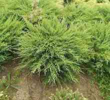 Juniperus horizontal Andorra compact: opis, sadnja, njegu, značajke