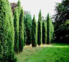 Juniperus Hibernica: karakteristike biljaka, pravila skrbi
