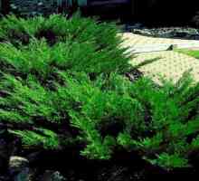 Juniperus kozak tamariscifolia - opis, briga i reprodukcija