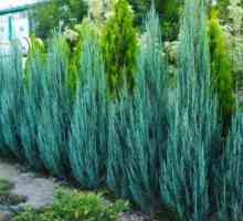 Juniper rock Blue Arrow: opis, značajke sadnje i uzgoja