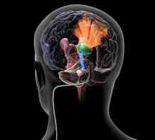 Cerebellarna stimulacija - lekcije na ploči za balansiranje. Vježbe za razvoj vestibularnog aparata