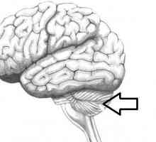 Mozak mozga. Struktura i funkcija cerebeluma