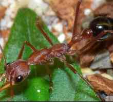Buldog mrav: stil života i ponašanja