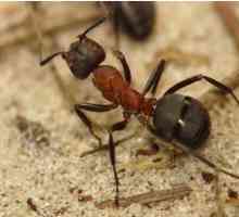 Mravi drevotochtsy: opis, reprodukcija i način borbe