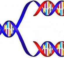 Mutacijski proces kao faktor evolucije