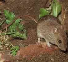 Šumski miš je životinje?