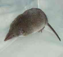 Miš s dugim nosom: ime, opis vrste
