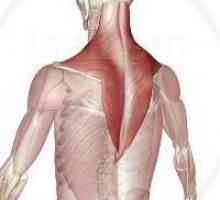 Trapezoid mišića: struktura i funkcija