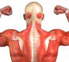 Ljudski mišići: izgled rasporeda. Imena ljudskih mišića