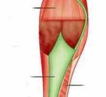 Mišići donjeg kraja čovjeka: struktura, funkcije