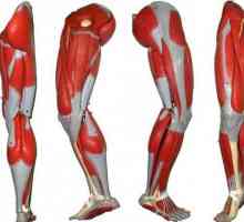 Mišići ljudskih nogu: struktura. Ljudska anatomija: mišići nogu