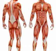 Sinergisti mišića: primjeri i opis