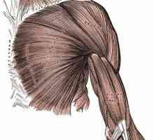 Mišići gornjih ekstremiteta čovjeka: struktura i funkcije
