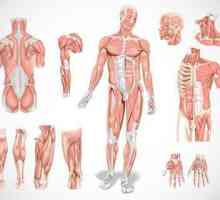 Mišići: tipovi mišića, funkcije, svrha