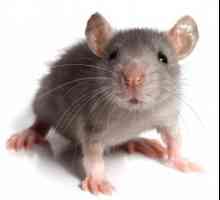 `Mouse zbunjenost`: značenje frazeologije, ton izražavanja i primjeri korištenja