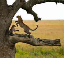 Nacionalni parkovi: Serengeti. Flora i fauna Afrike