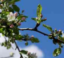 Iznad i korijenski sustav stabala jabuka