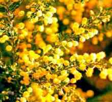 Najkarakterističniji je predstavnik australske flore zlatna akacija ili mimoza