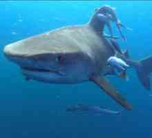 Napad morskog psa na ljude: mitovi i stvarnost